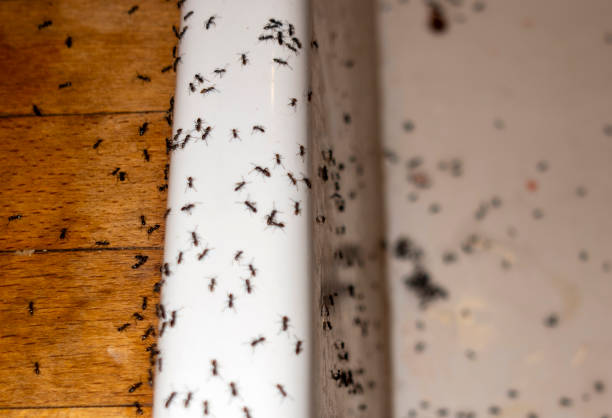 Best Best Pest Control Companies  in Bentonville, AR
