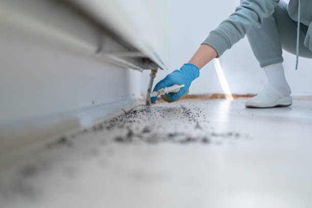 Reliable Bentonville, AR Pest Control Solutions